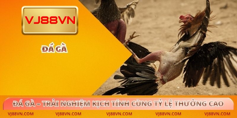 Đá Gà – Trải Nghiệm Kịch Tính Cùng Tỷ Lệ Thưởng Cao Tại VJ88 - Lorin