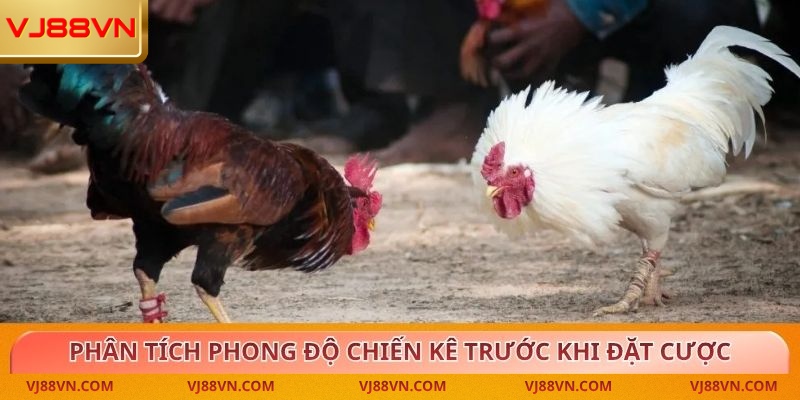Đá Gà – Trải Nghiệm Kịch Tính Cùng Tỷ Lệ Thưởng Cao Tại VJ88 - Lorin