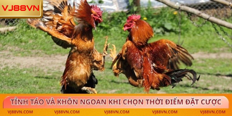 Đá Gà – Trải Nghiệm Kịch Tính Cùng Tỷ Lệ Thưởng Cao Tại VJ88 - Lorin