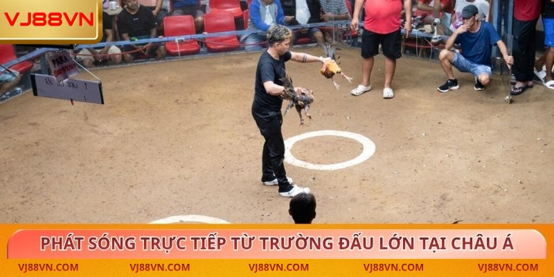 Đá Gà – Trải Nghiệm Kịch Tính Cùng Tỷ Lệ Thưởng Cao Tại VJ88 - Lorin