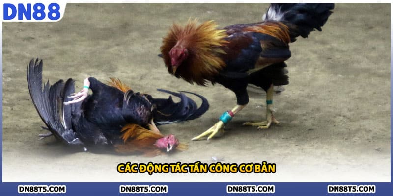 Đá Gà Cựa Dao DN88 Chơi Theo Luật Và Kinh Nghiệm Thắng Lớn - Lorin