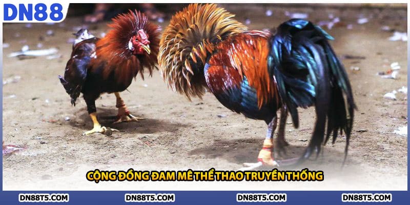 Đá Gà Thomo DN88 Trải Nghiệm Độc Đáo Cùng Trường Gà Sôi Động - Lorin