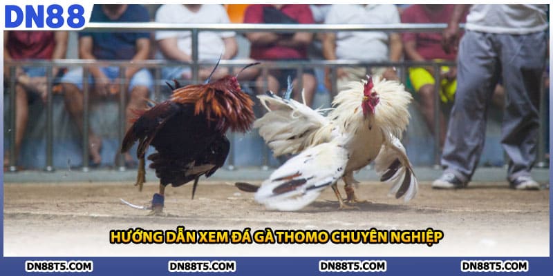 Đá Gà Thomo DN88 Trải Nghiệm Độc Đáo Cùng Trường Gà Sôi Động - Lorin