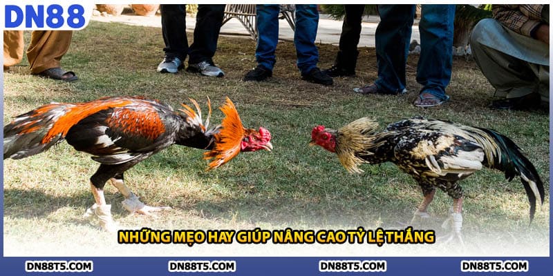 Đá Gà DN88 Trải Nghiệm Cá Cược Đỉnh Cao Với Chiến Kê Máu Lửa - Lorin