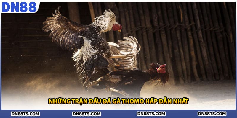 Đá Gà Thomo DN88 Trải Nghiệm Độc Đáo Cùng Trường Gà Sôi Động - Lorin