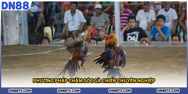 Đá Gà Miền Tây DN88 Nghệ Thuật Chiến Đấu Truyền Thống - Lorin