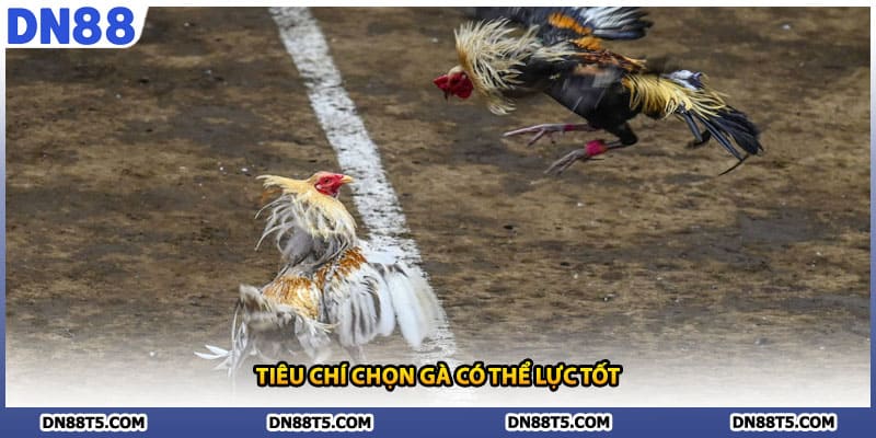 Đá Gà Cựa Dao DN88 Chơi Theo Luật Và Kinh Nghiệm Thắng Lớn - Lorin