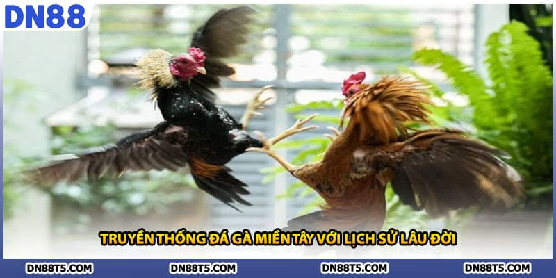 Đá Gà Miền Tây DN88 Nghệ Thuật Chiến Đấu Truyền Thống - Lorin